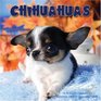 Chihuahuas 2009 Wall Calendar