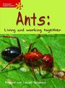 Ants Living and Working Together Elementary Level