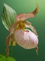Hardy Cypripedium Species Hybrids and Cultivation