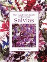 The Gardener's Guide to Growing Salvias