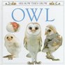 See How They Grow Owl