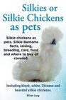 Silkies or Silkie Chickens as Pets Silkie Bantams Facts Raising Breeding Care Food and Where to Buy All Covered Including Black White Chinese