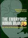 The Embryonic Human Brain An Atlas of Developmental Stages