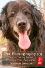 Pet Photography 101 Tips for taking better photos of your dog or cat