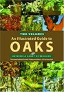 An Illustrated Guide to Oaks