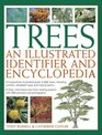 Trees An Illustrated Identifier  Encyclopedia A Beautifully Illustrated Guide To 600 Trees Including Conifers Broadleaf Trees And Tropical Palms