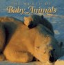 World of Baby Animals