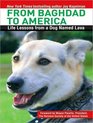 From Baghdad to America Life Lessons from a Dog Named Lava