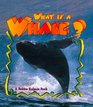 What is a Whale