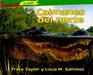 Caimanes / Alligators