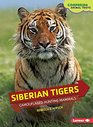 Siberian Tigers Camouflaged Hunting Mammals