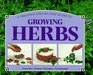 A Creative StepByStep Guide to Growing Herbs