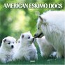 American Eskimo Dogs 2005 Wall Calendar
