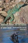 Amphibians Reptiles And Their Habitats at Sabino Canyon