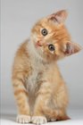 Such a Sweet Orange Kitten Cat Journal 150 Page Lined Notebook/Diary