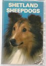 Shetland Sheepdogs