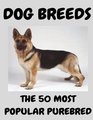 The 50 most popular purebred dog breeds Dog dreeds