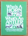 Who's a Horn  What's an Antler Crafts of Bone and Horn