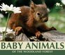 Baby Animals of the Woodland Forest