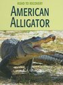 American Alligator