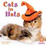 Cats in Hats 2008 Wall Calendar