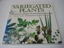 Variegated Plants The Encyclopedia of Patterned Foliage