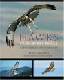Hawks from Every Angle  How to Identify Raptors In Flight