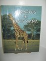 Giraffes of Botswana