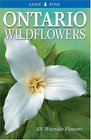 Ontario Wildflowers 101 Wayside Flowers