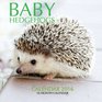 Baby Hedgehogs Calendar 2016 16 Month Calendar