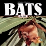 Bats for Kids