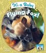 It's a Baby Flying Fox