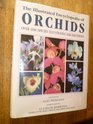 Illustrated Encyclopedia of Orchids