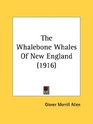 The Whalebone Whales Of New England