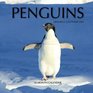 Penguins Mini Wall Calendar 2016 16 Month Calendar