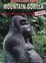 Mountain Gorilla In Danger of Extinction