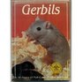 Gerbils