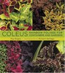 Coleus Rainbow Foliage for Containers and Gardens