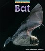 Wild Britain Bat  Bat