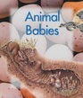 Animals Babies