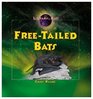 Freetailed Bats