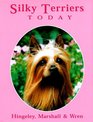 Silky Terriers Today