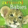 Animal Babies