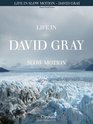 David Gray  Life in Slow Motion