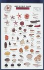 Mac's Field Guide to Northeast Coastal Invertebrates