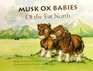 Musk Ox Babies of the Far North