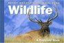 Rocky Mountain National Park Wildlife  A Postcard Book