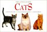 Cats (The Little Guides)
