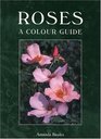 Roses A Colour Guide
