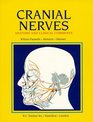 Cranial Nerves Anatomy and Clinical Comments
